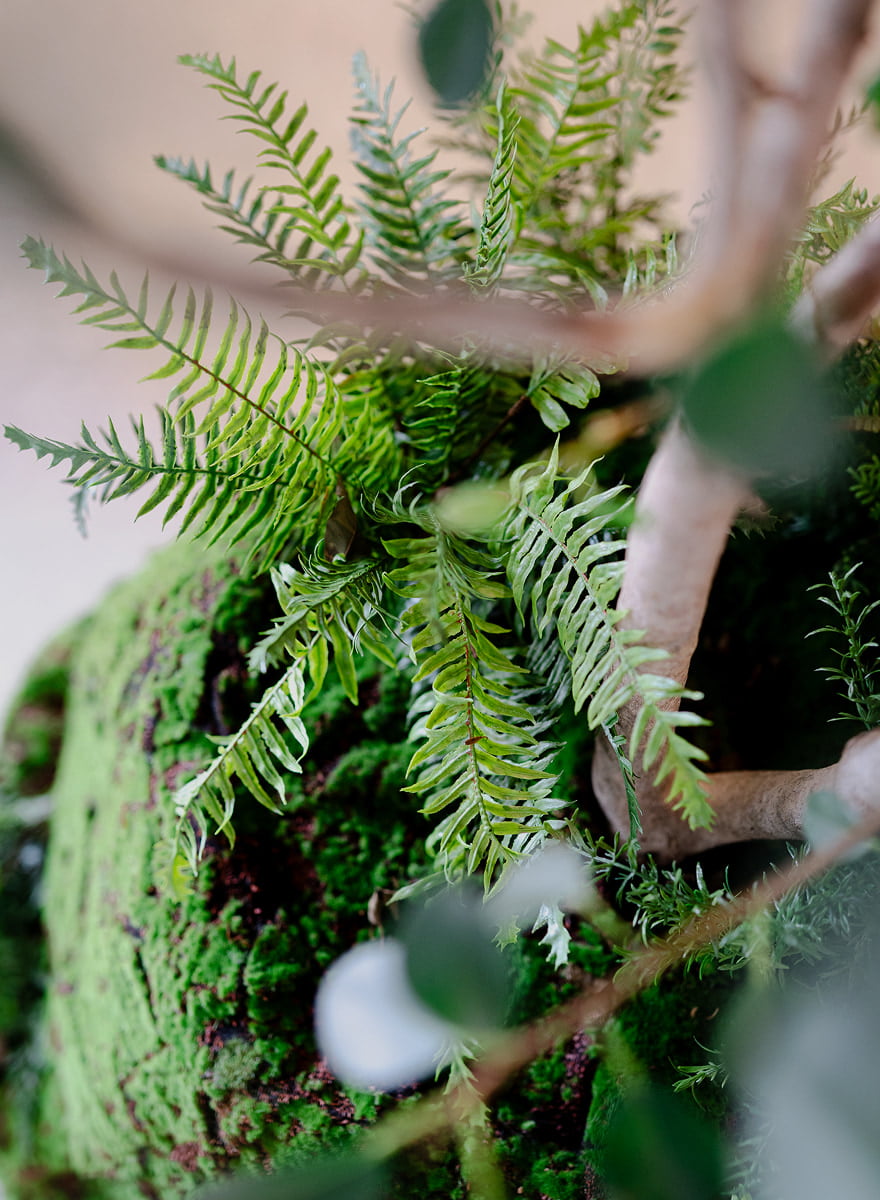 植物が彩りと癒やしを添える空間 植物が彩りと癒やしを添える空間